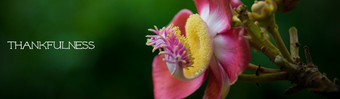 February 2016 Monthly Prompt – Thankfulness
