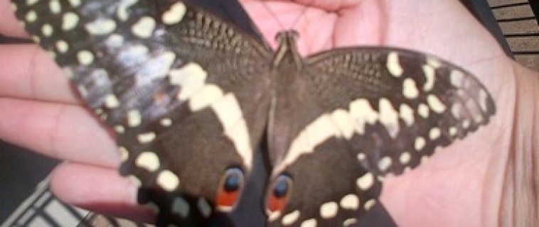 Butterflies and Spring Blossom