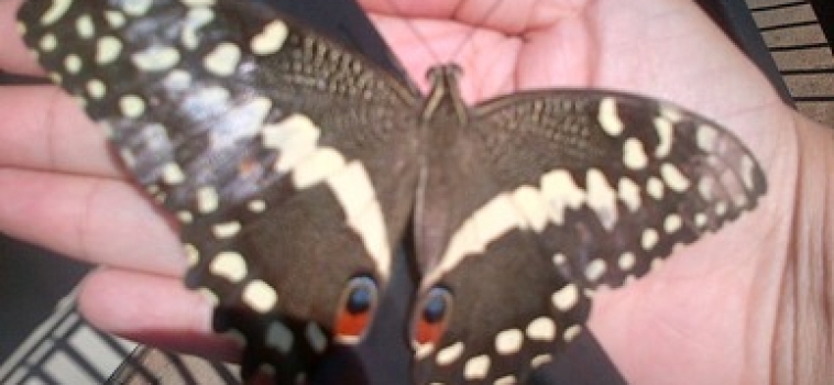 Butterflies and Spring Blossom